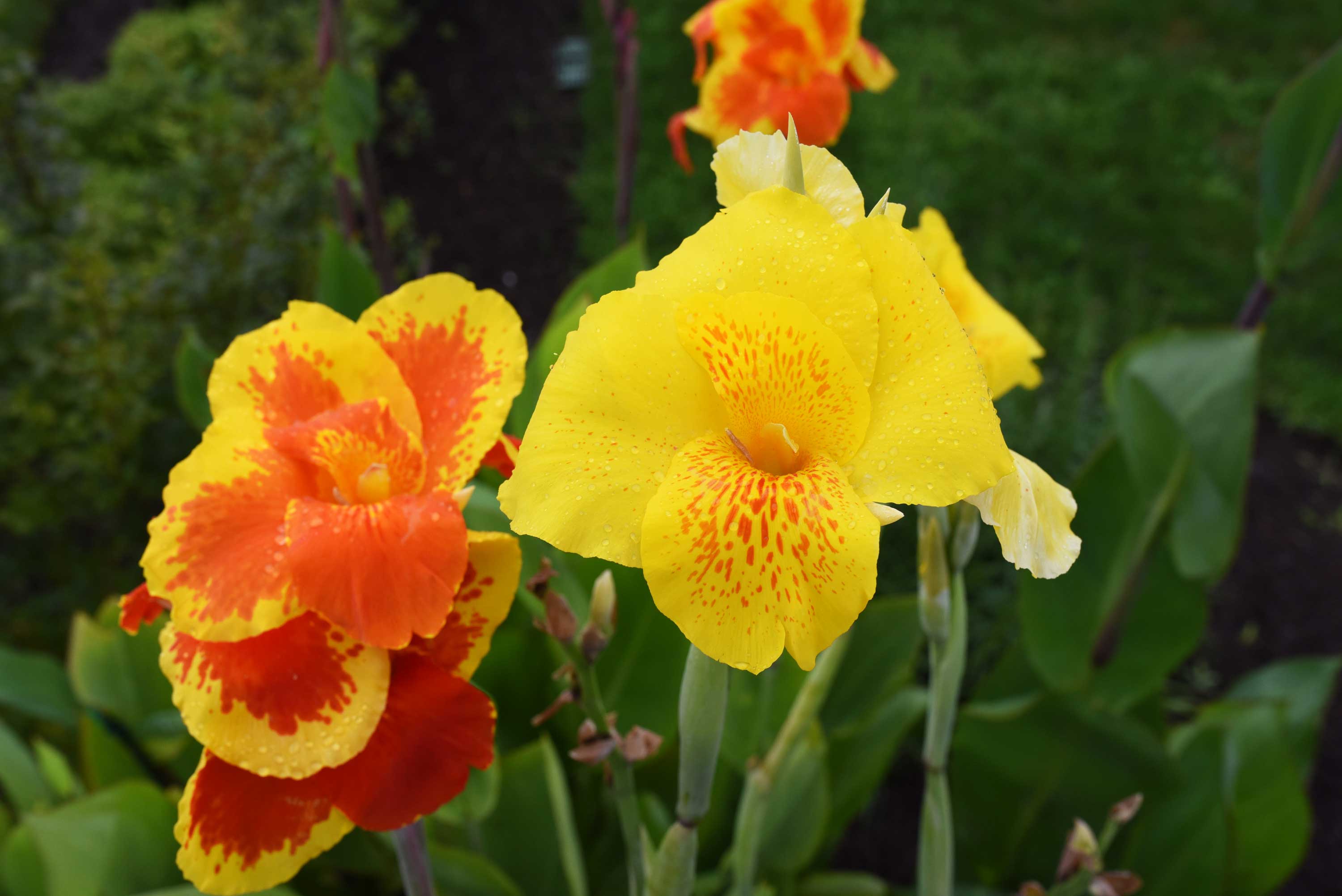 Late Summer Bulbs Hit Their Stride - Longfield Gardens