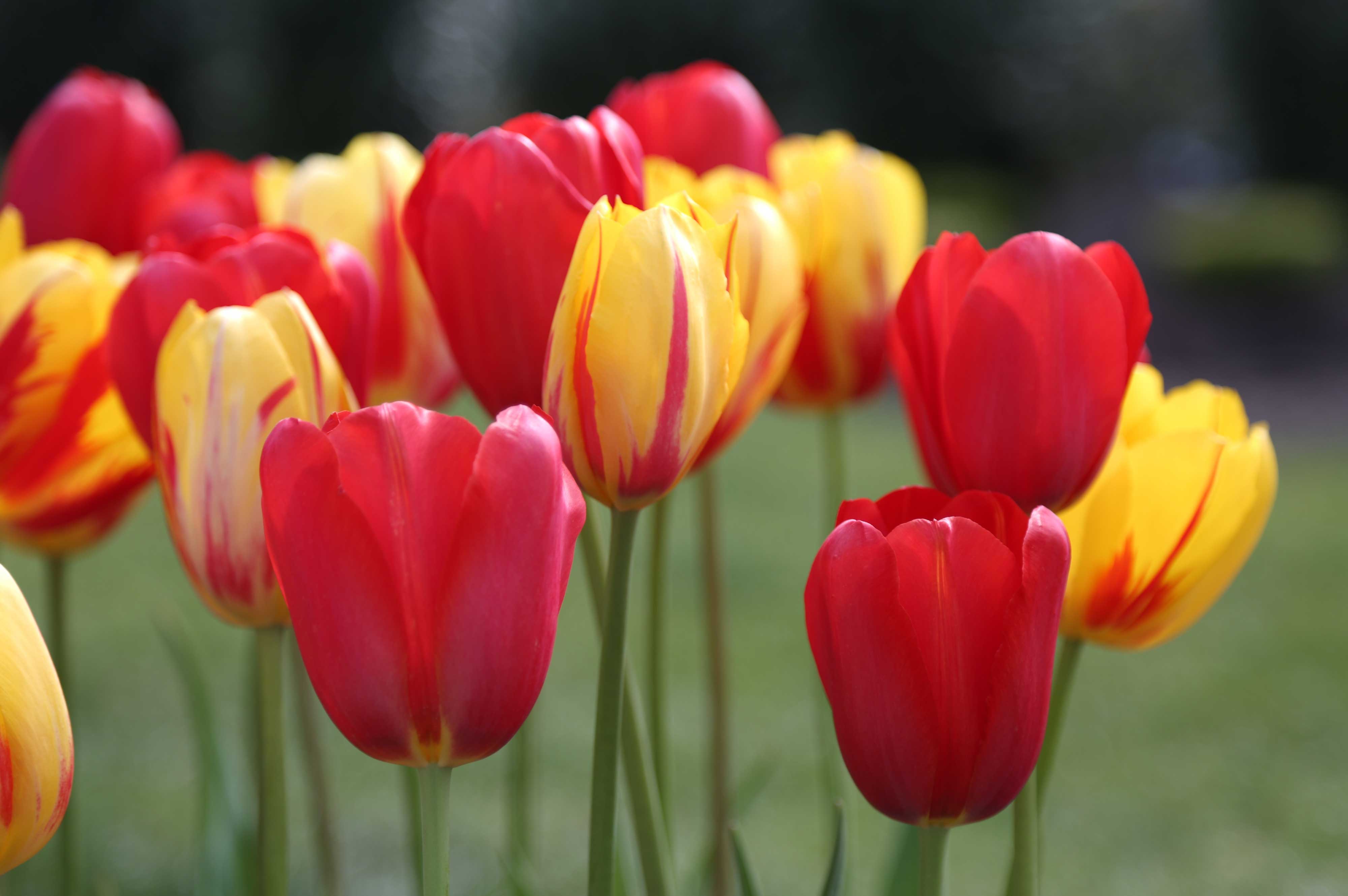 Striped Tulips in the Spotlight - Longfield Gardens