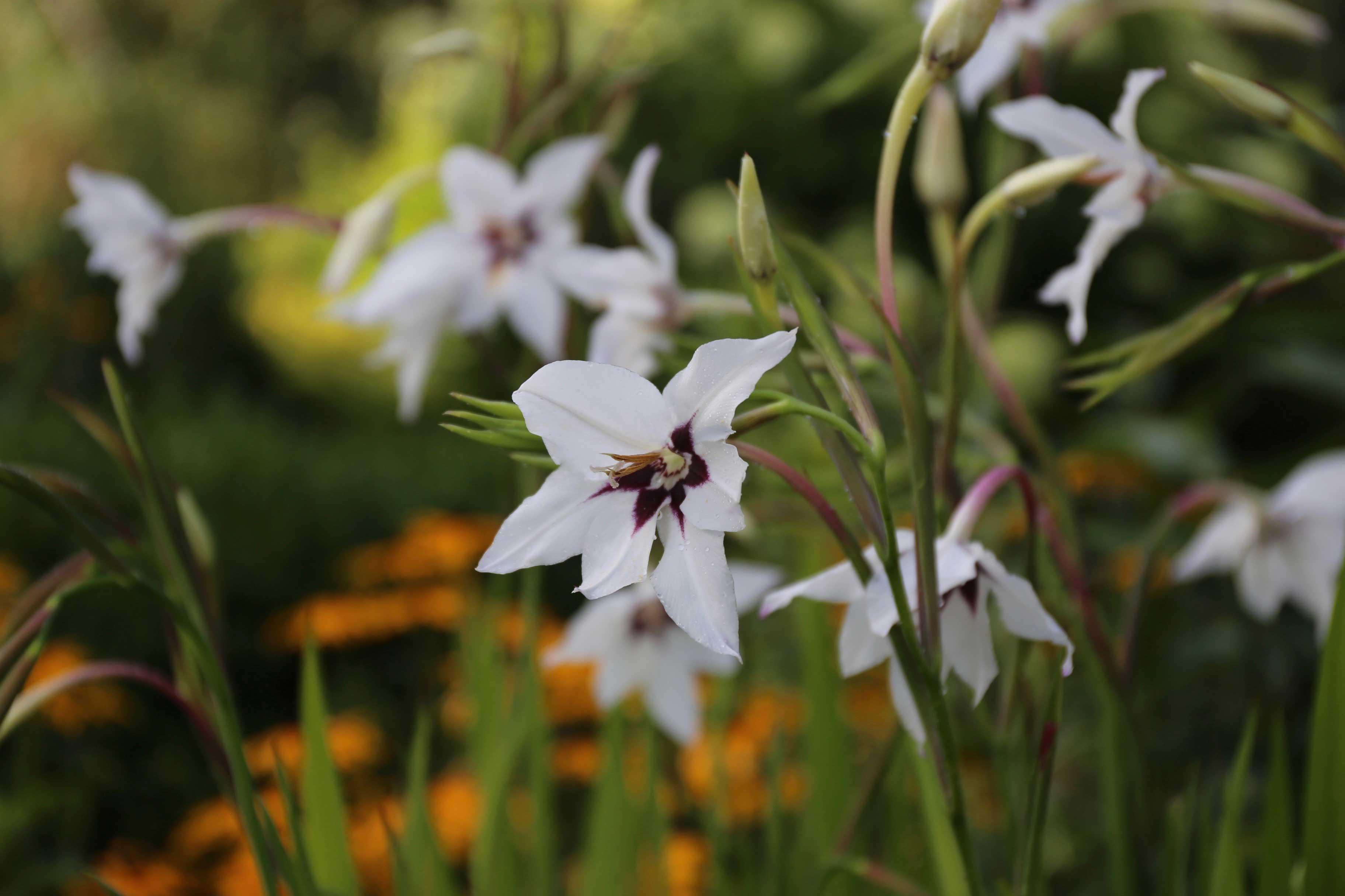 Acidanthera fragrant flowers for late summer - Longfield Gardens