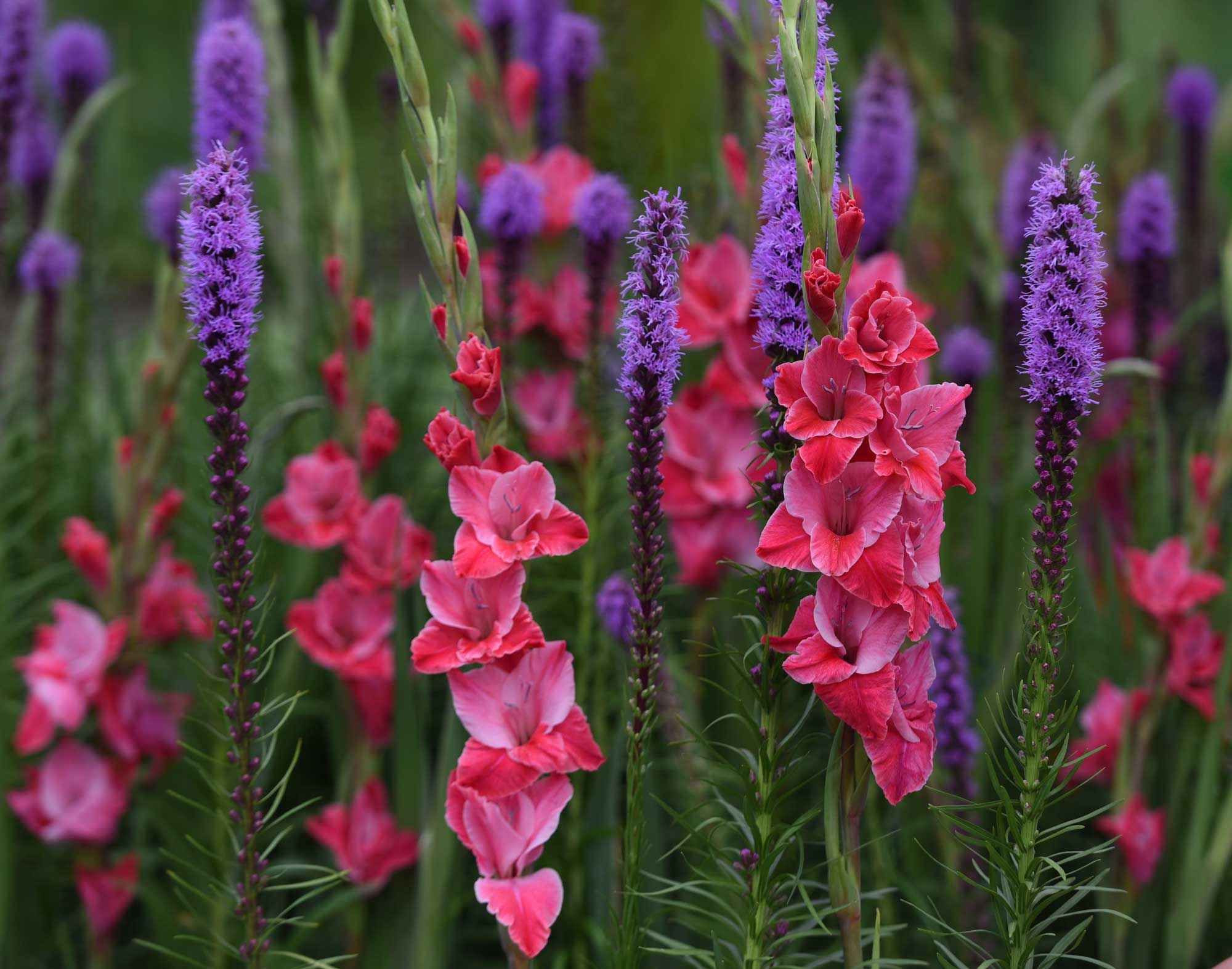 Late Summer Bulbs Hit Their Stride - Longfield Gardens