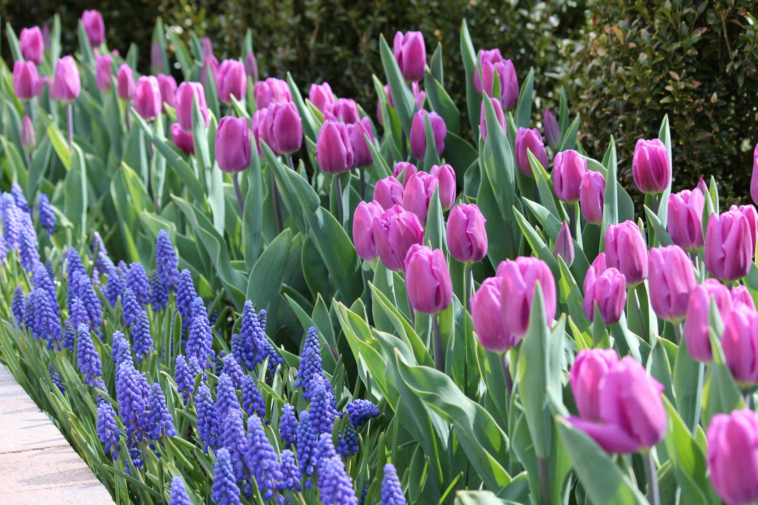 Muscari Perfect Partners for Spring Bulbs - Longfield Gardens