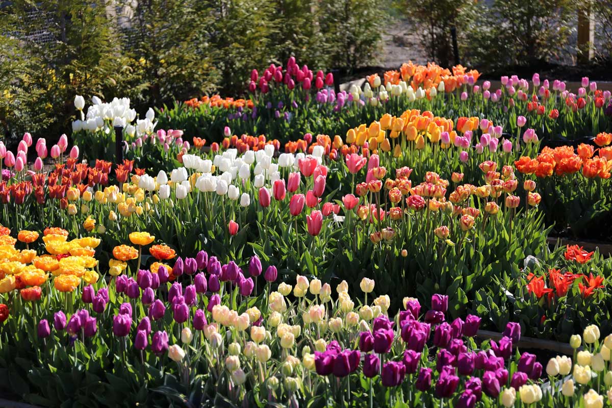 Striped Tulips in the Spotlight - Longfield Gardens