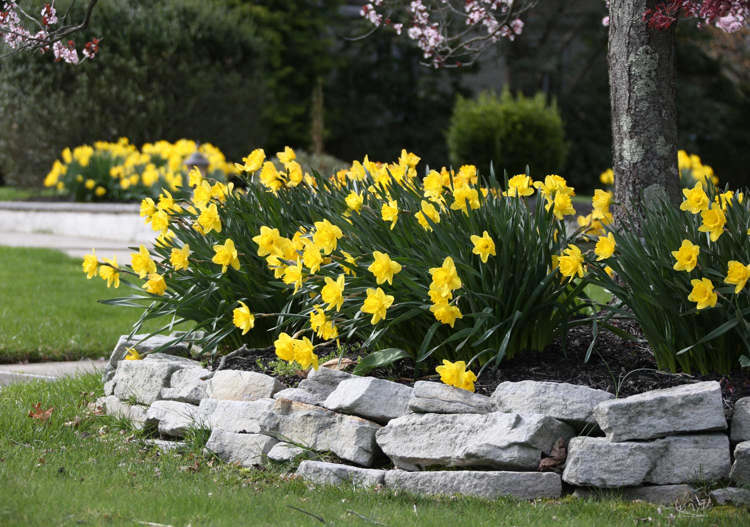 There's Always Room for Daffodils-Longfield-Gardens