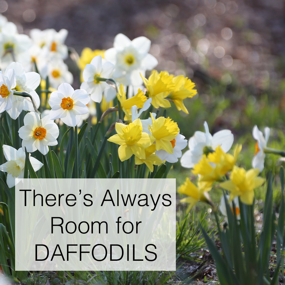 Daffodil_Blog