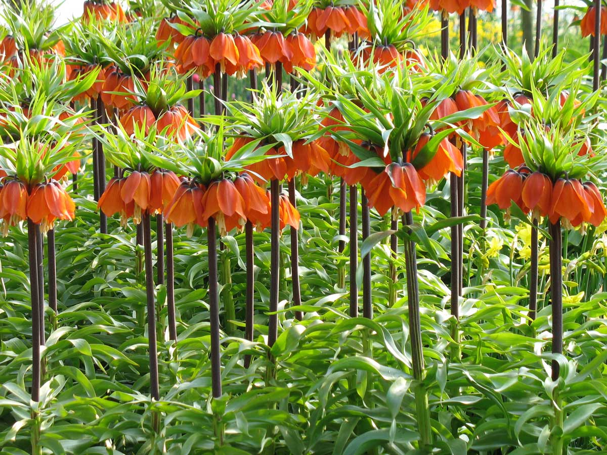 Fritillari-imperialis - Longfield Gardens