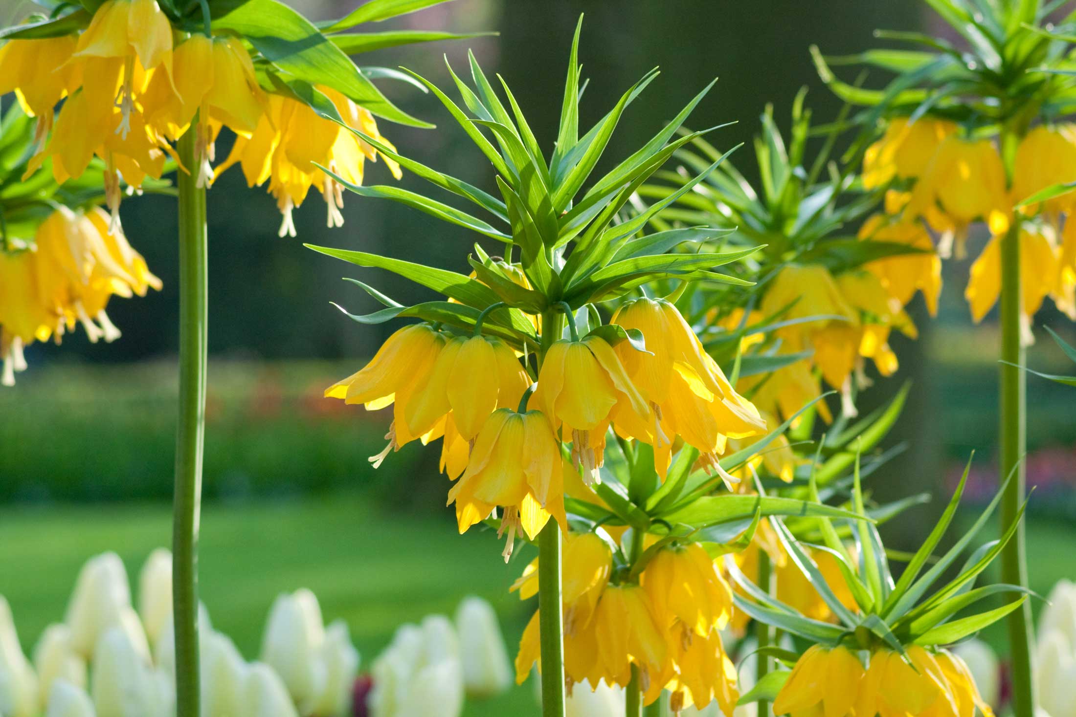 Fritillaria-imerialis-Longfield-Gardens