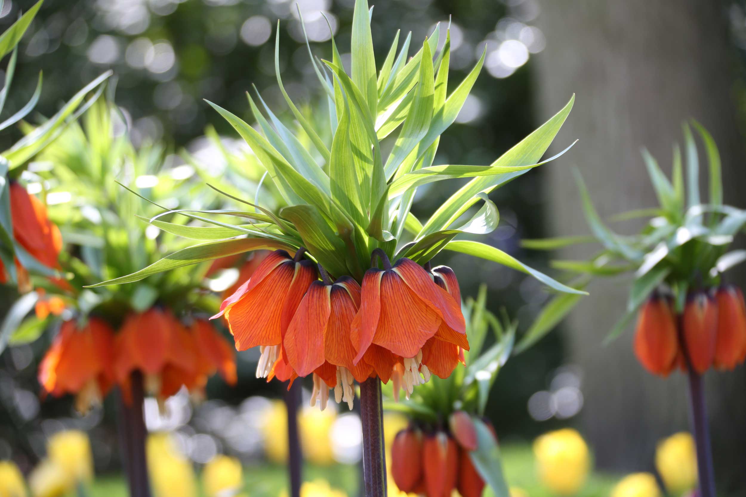 Fritillaria-imperialis-Longfield Gardens