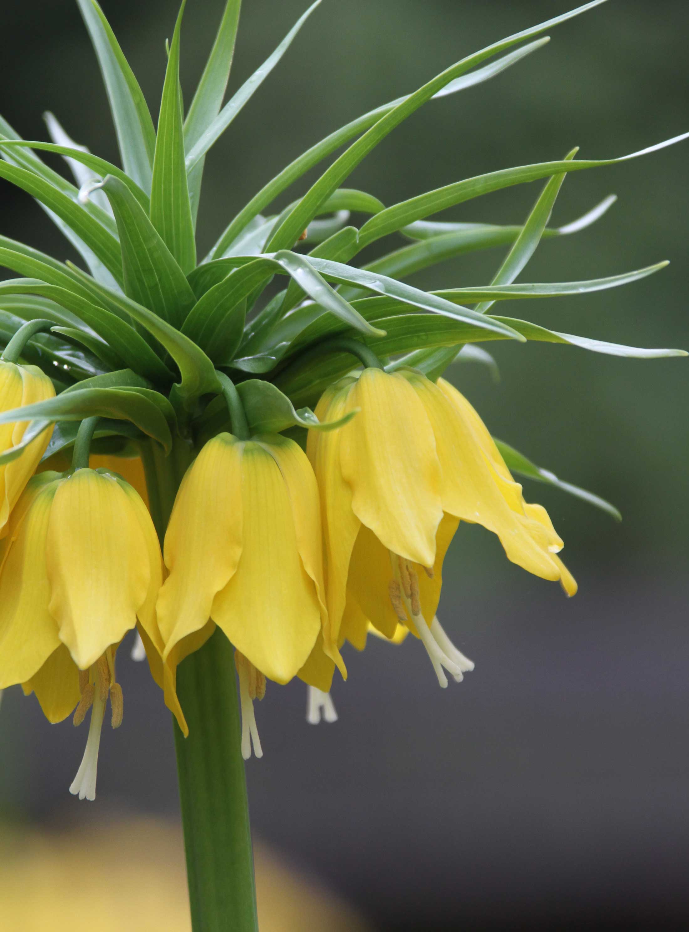 Fritillaria-imperialis—Longfield-Gardens