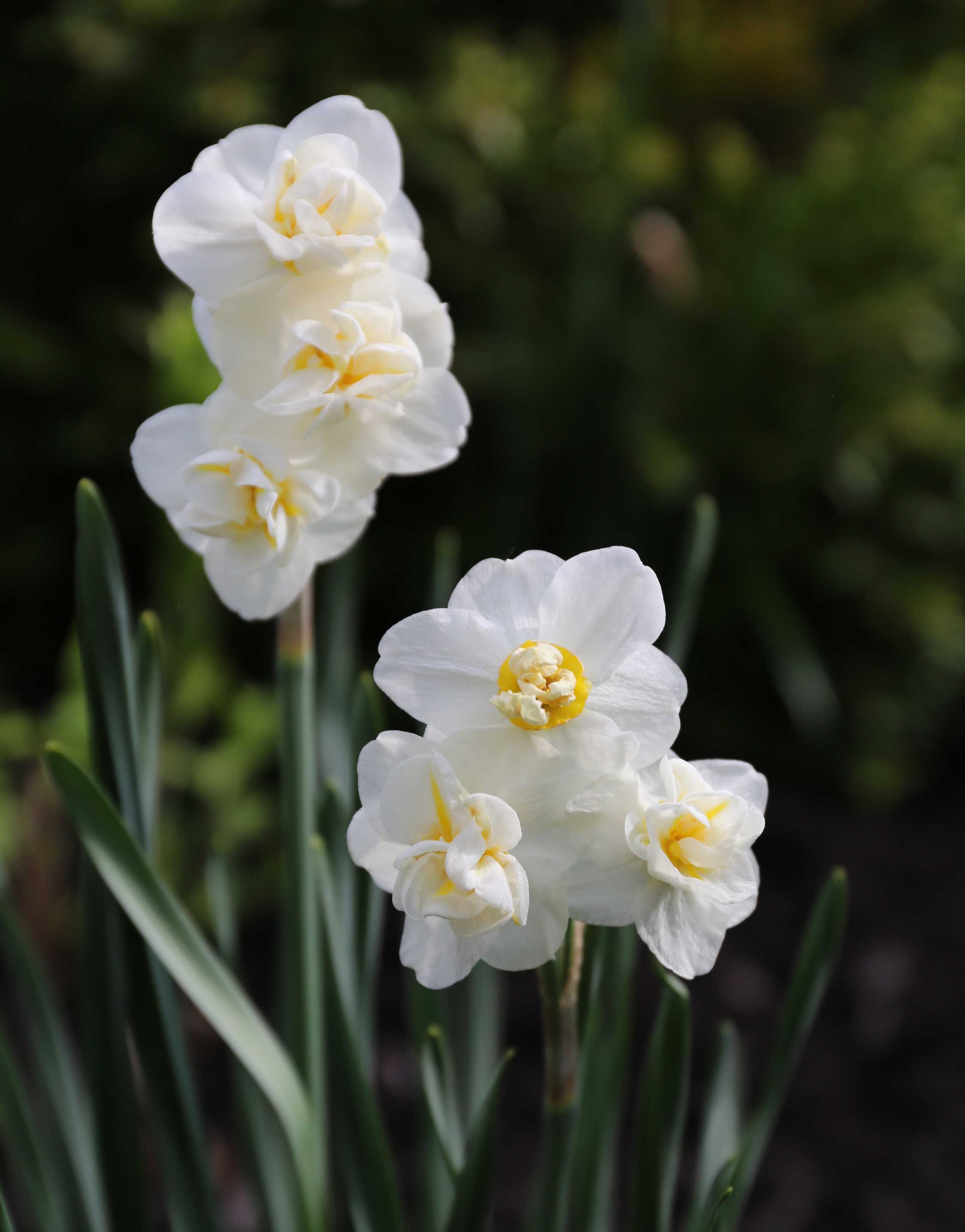 Discover the Beauty of Double Daffodils - Longfield Gardens