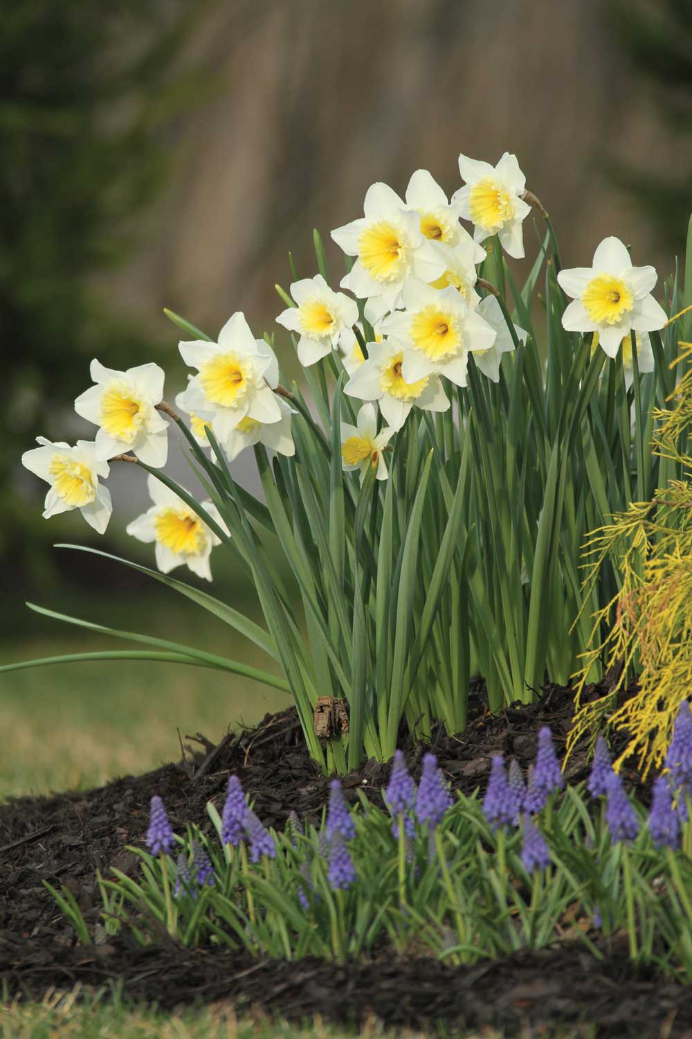 There's Always Room for Daffodils - Longfield Gardens