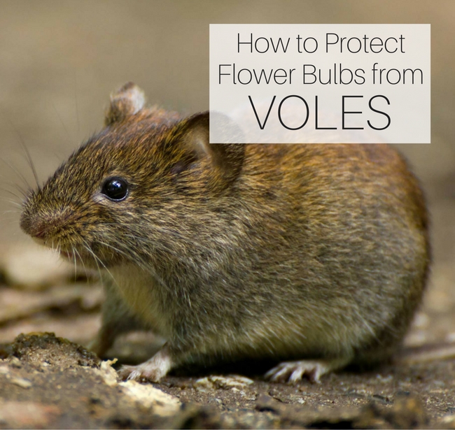 How to Protect Flower Bulbs from Voles - Longfield Gardens