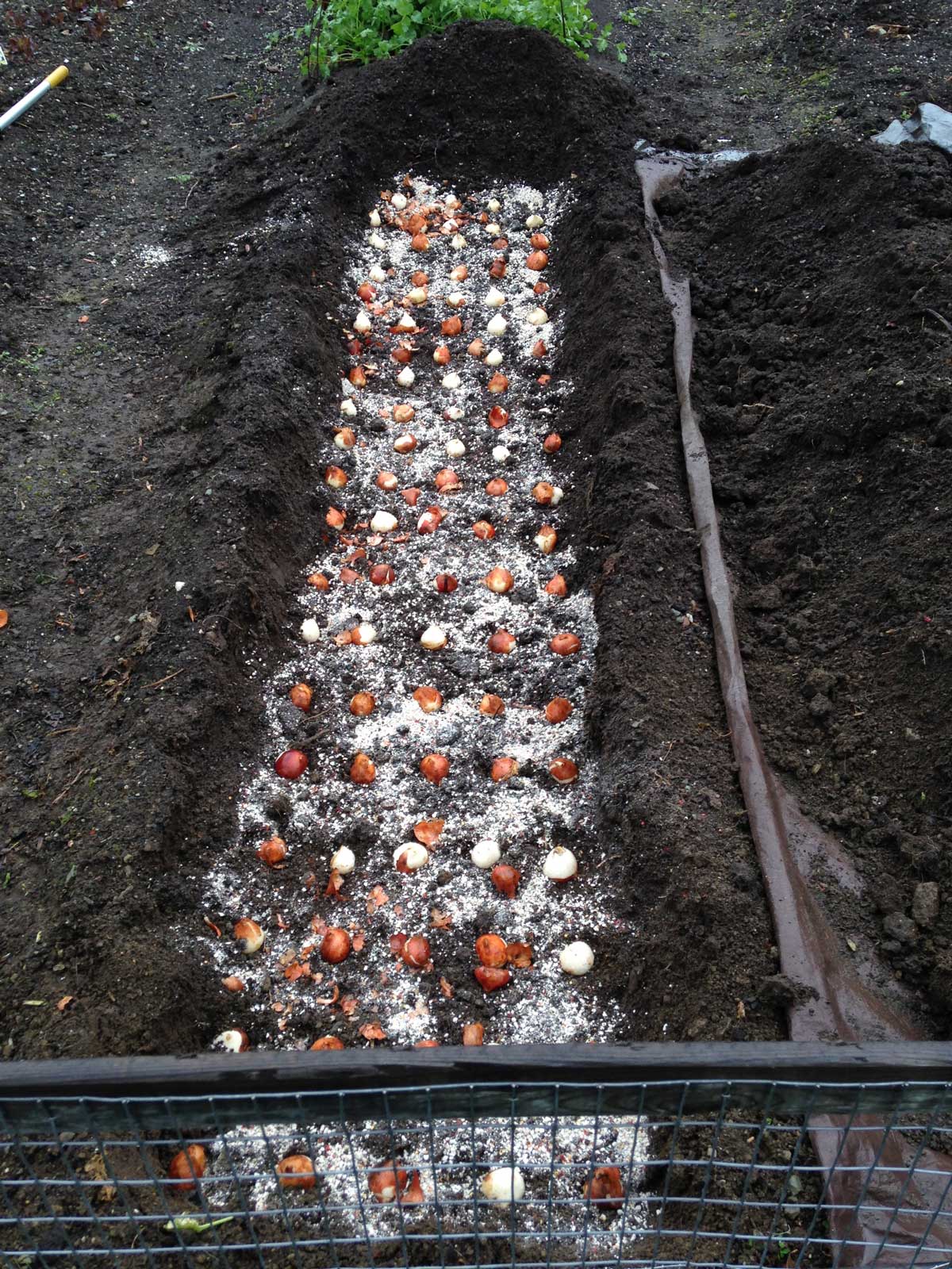 Out with Tomatoes in with Tulips - Longfield Gardens