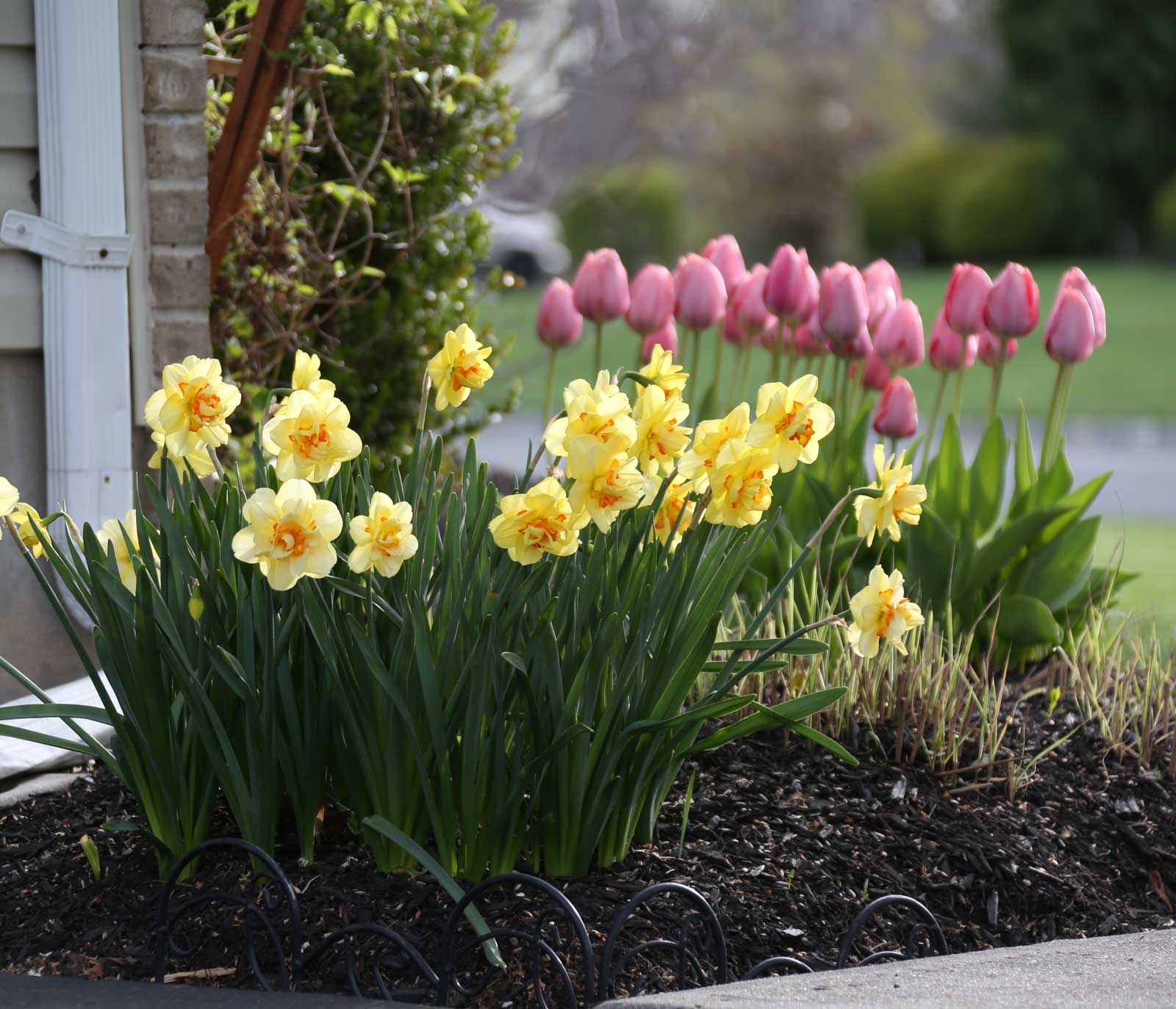 There's Always Room for Daffodils - Longfield Gardens