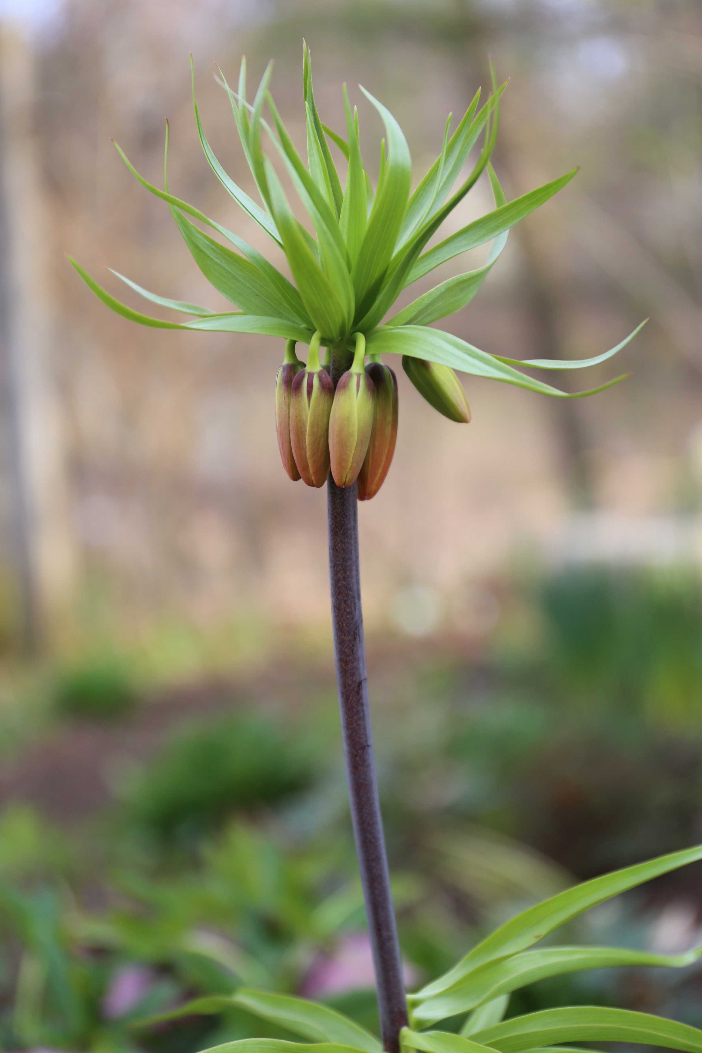 Fritillaria Imperialis - Longfield Gardens