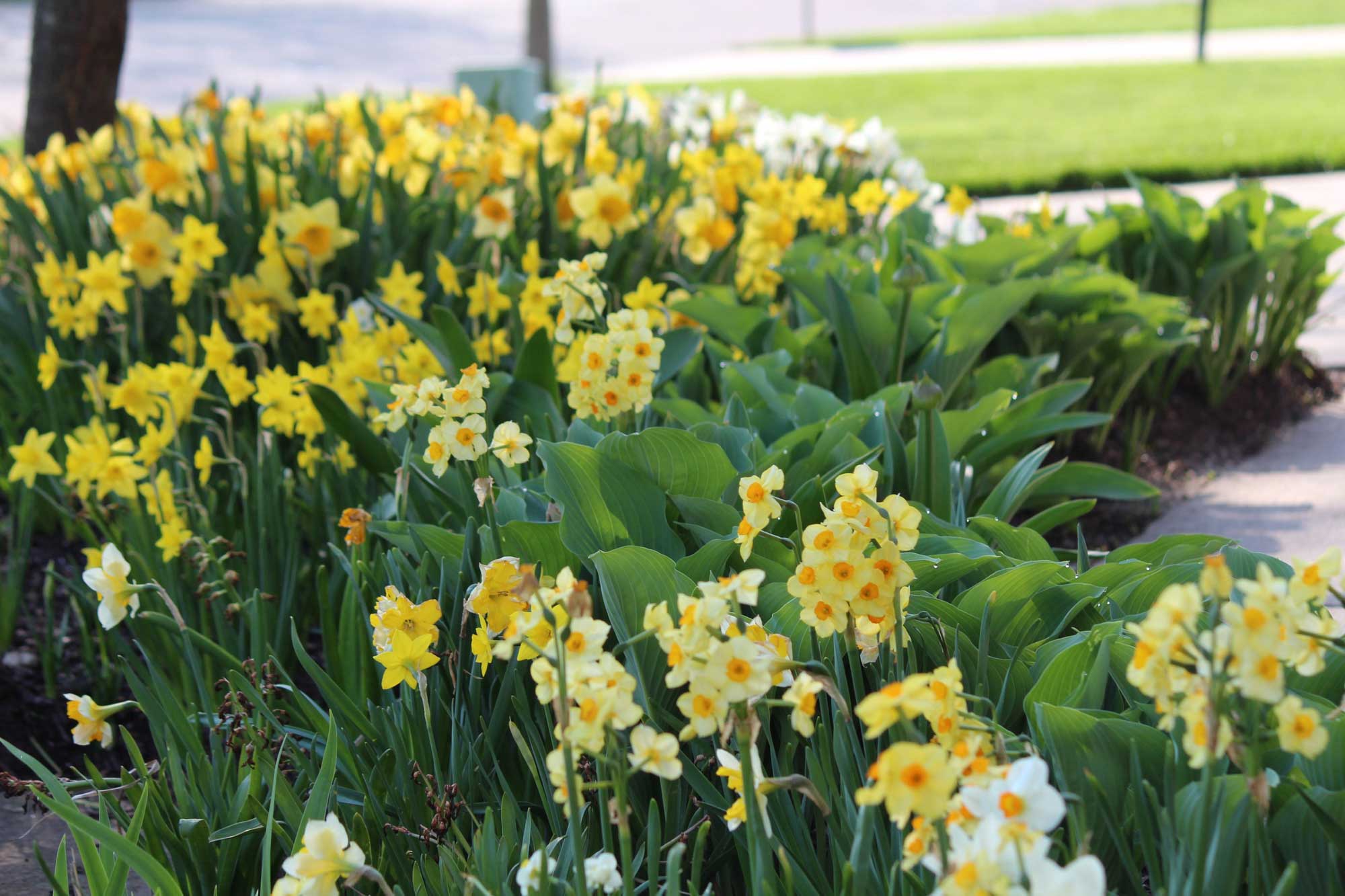 hosta-and-daffs