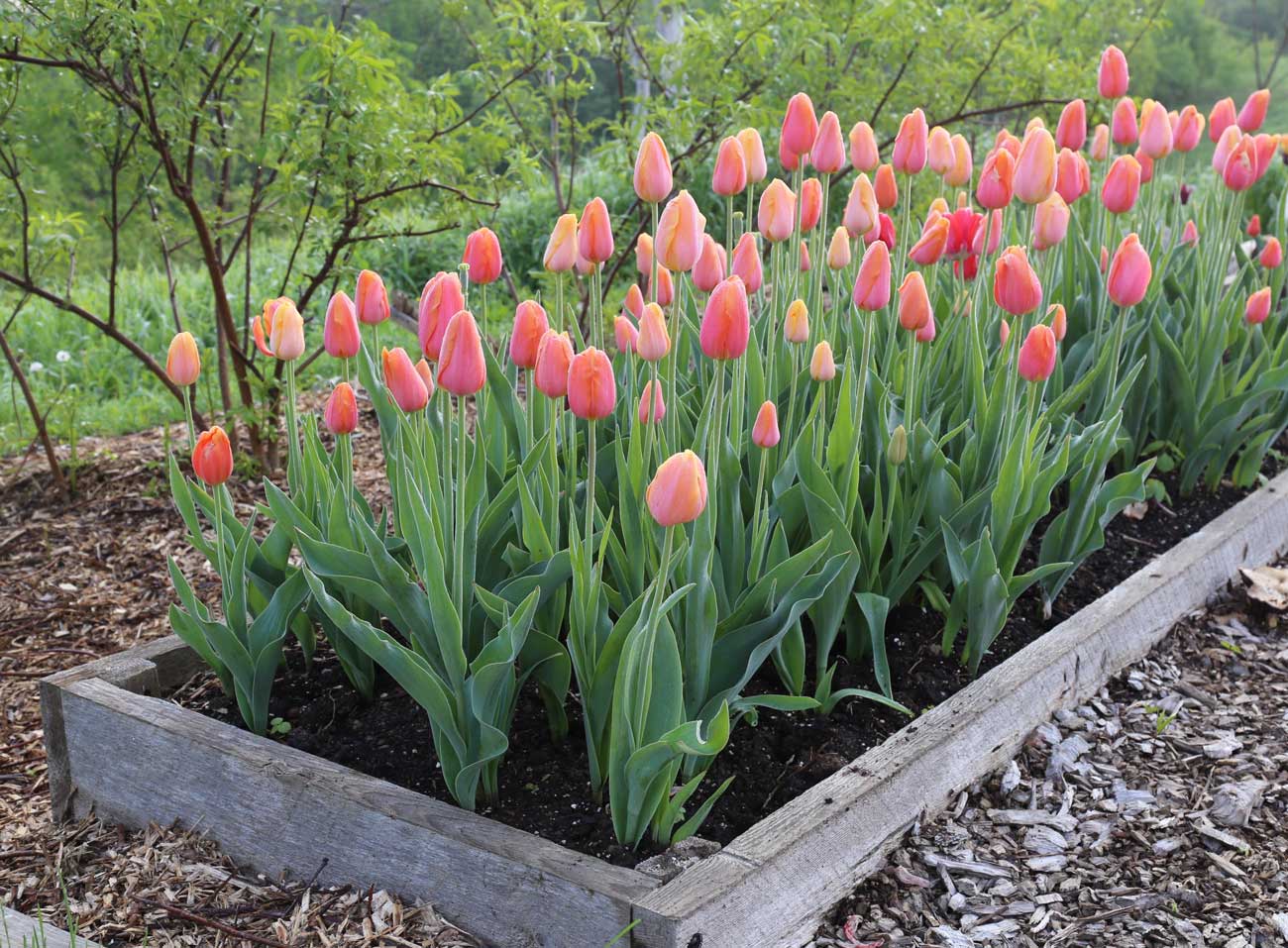 Out with Tomatoes in with Tulips - Longfield Gardens