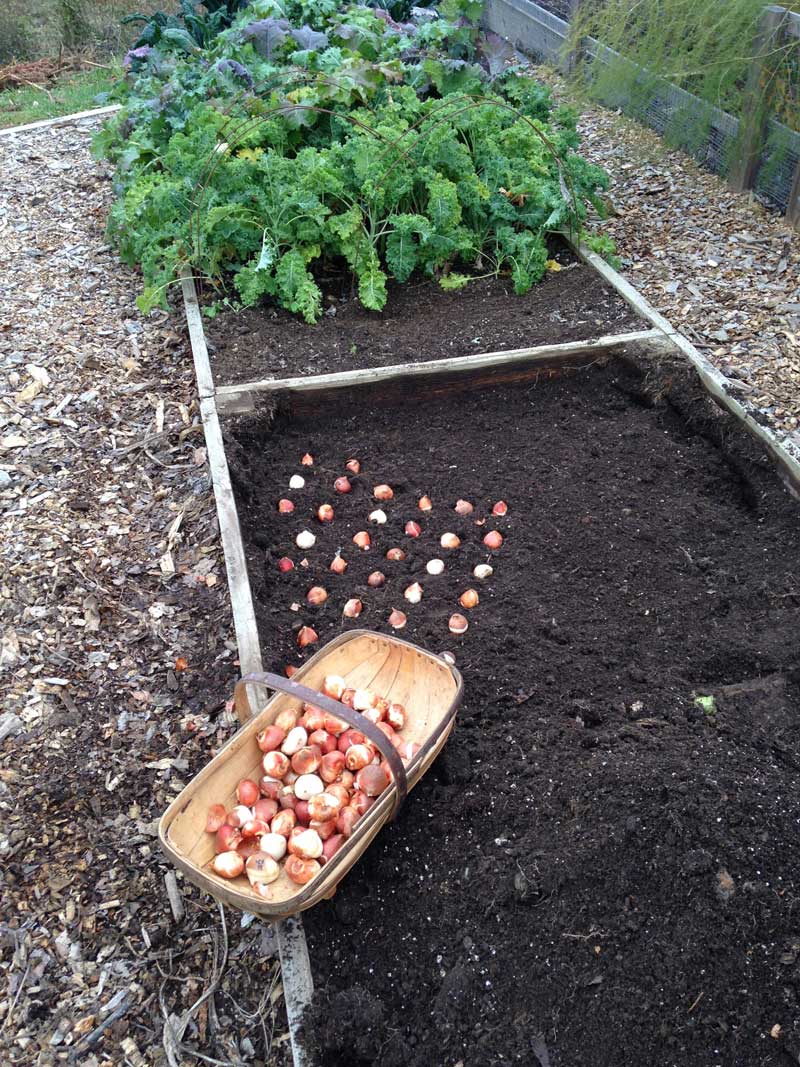 Out with Tomatoes In With Tulips - Longfield-Gardens