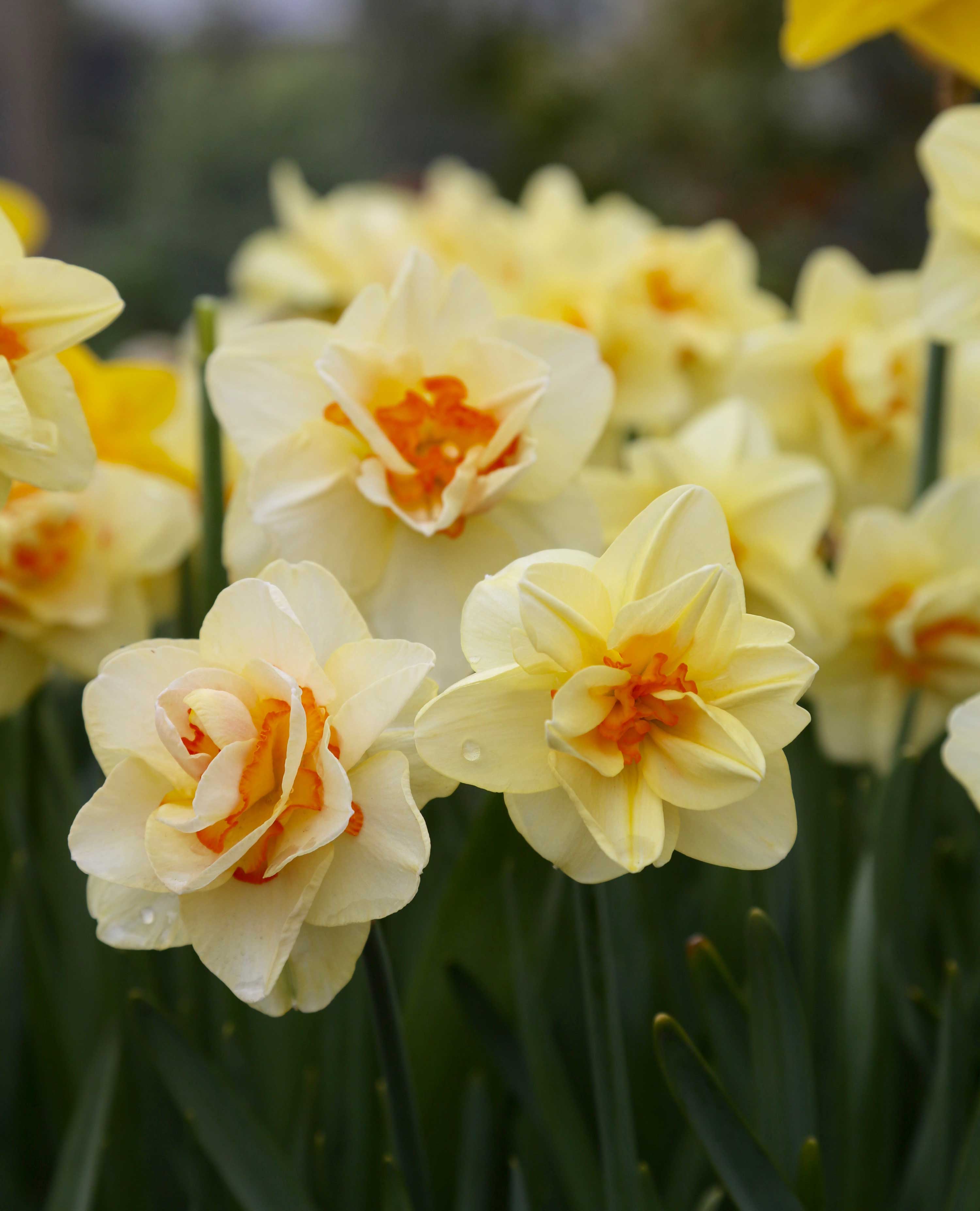 Discover the Beauty of Double Daffodils - Longfield Gardens