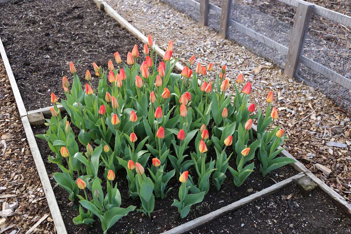 Out with Tomatoes in with Tulips - Longfield Gardens