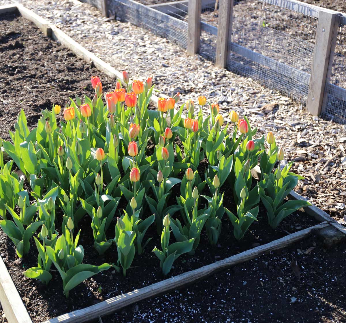 How to Protect Flower Bulbs from Voles - Longfield Gardens