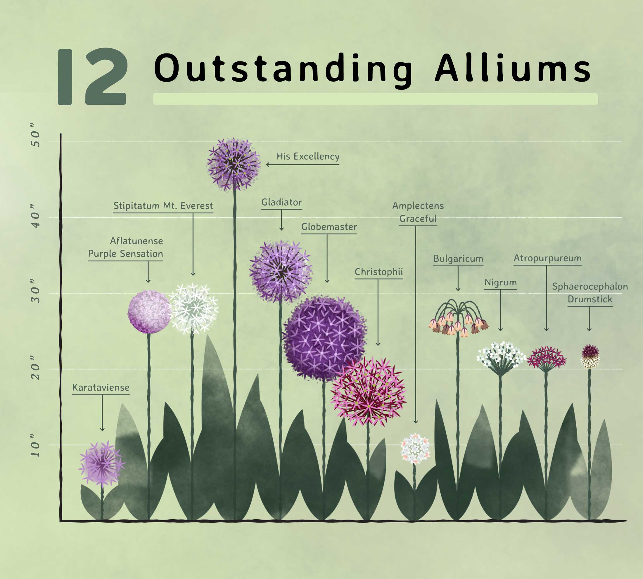 Planning Guide for Alliums - Longfield Gardens