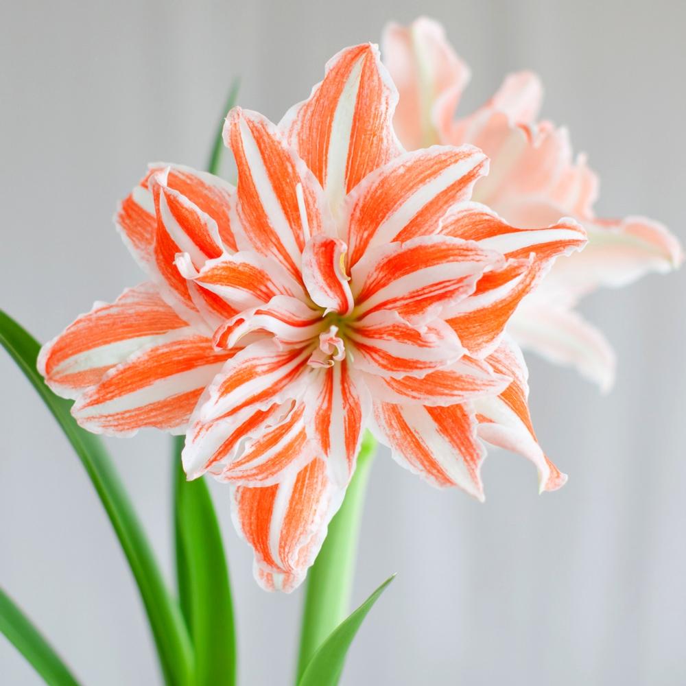 3 Reasons to Grow Amaryllis Bulbs - Longfield Gardens