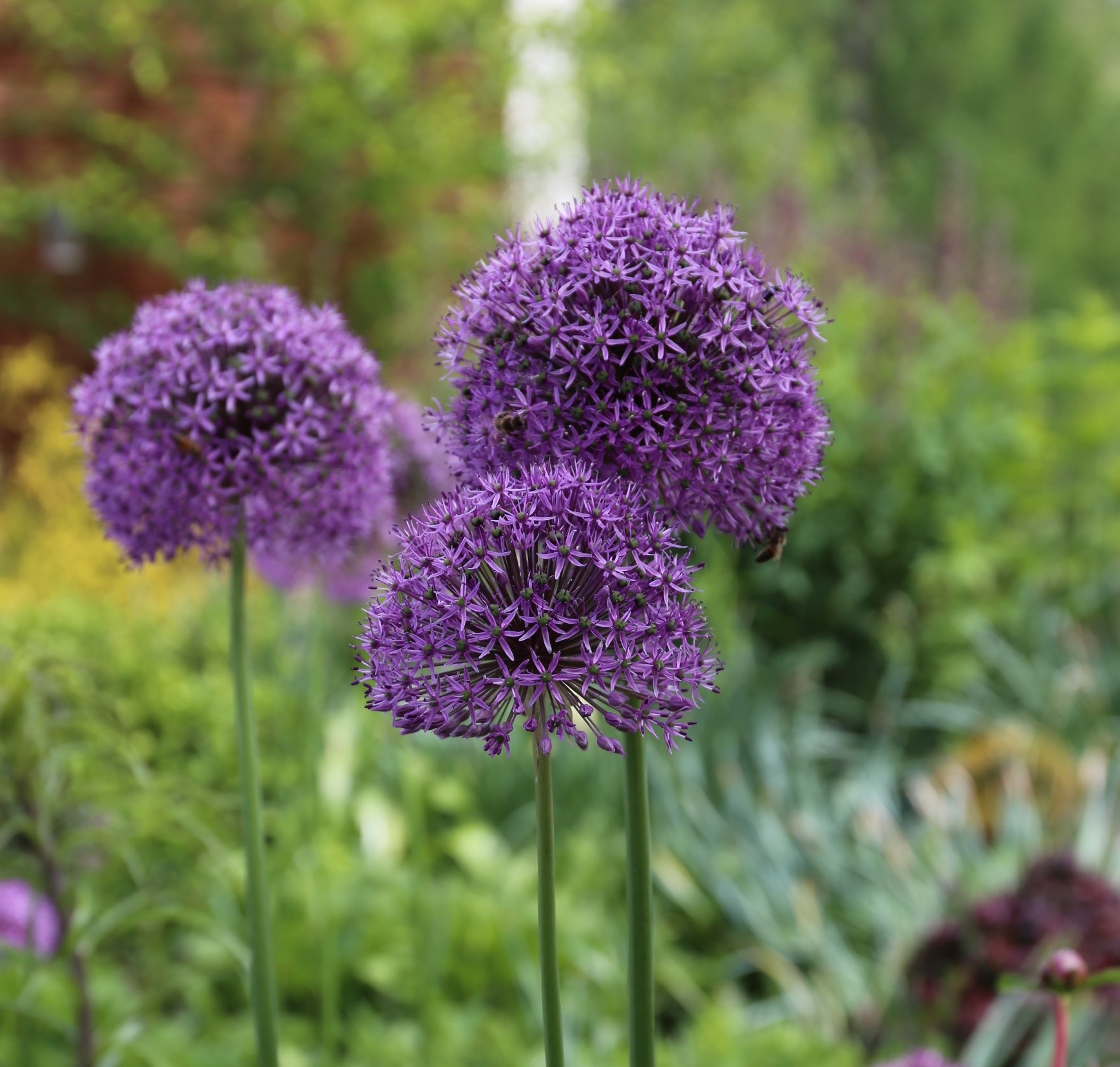 Planning Guide for Alliums - Longfield Gardens