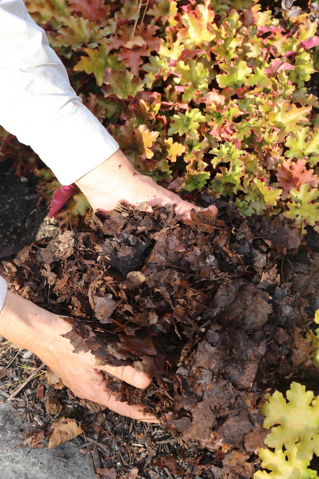 Shredded Leaves are Garden Gold - Longfield Gardens