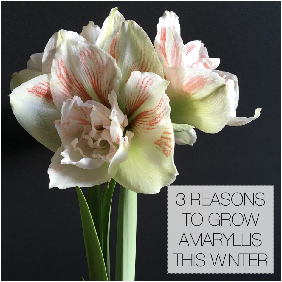 3 Reasons to Grow Amaryllis Bulbs - Longfield Gardens