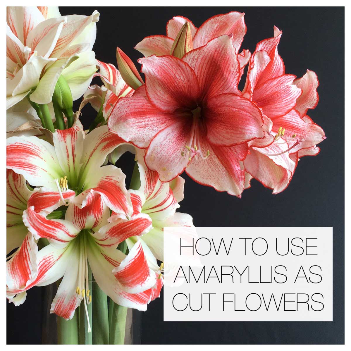 How To Use Amaryllis As Cut Flowers