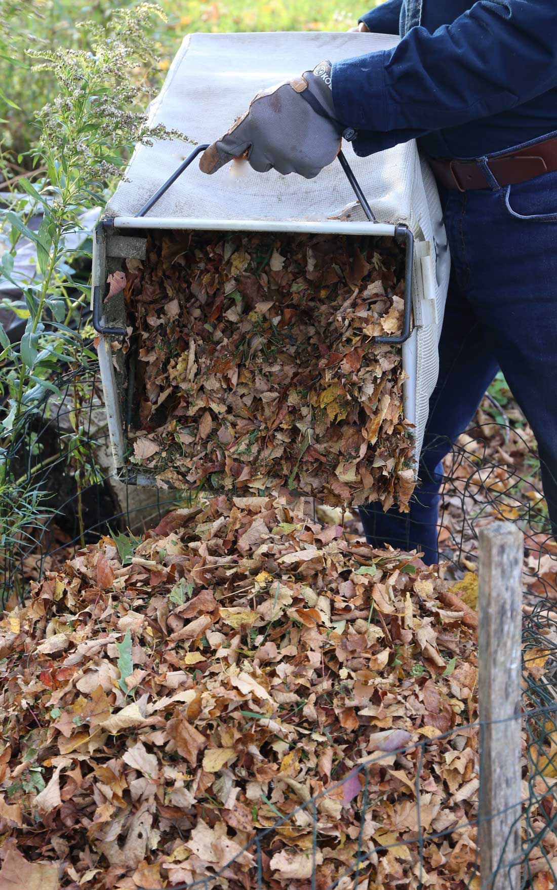 Shredded Leaves are Garden Gold - Longfield Gardens