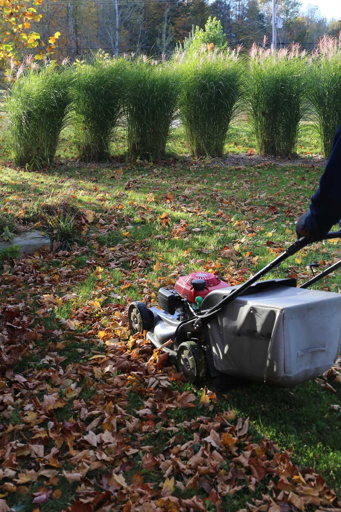 Shredded Leaves are Garden Gold - Longfield Gardens