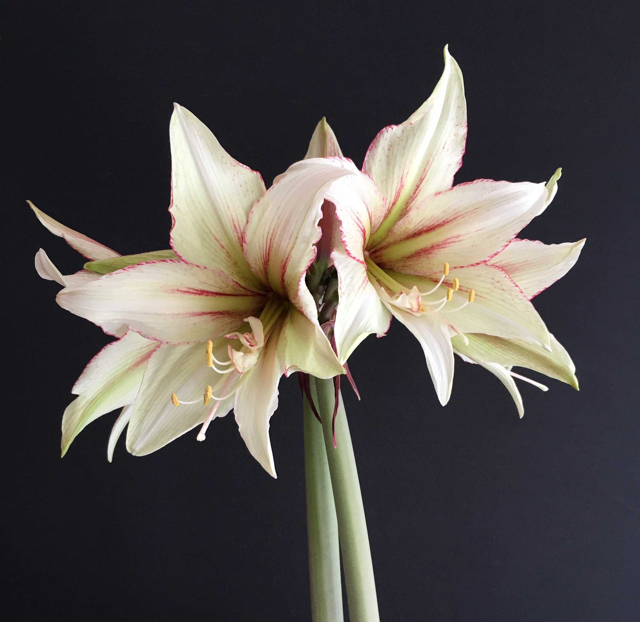 Amaryllis with a Difference - Longfield Gardens