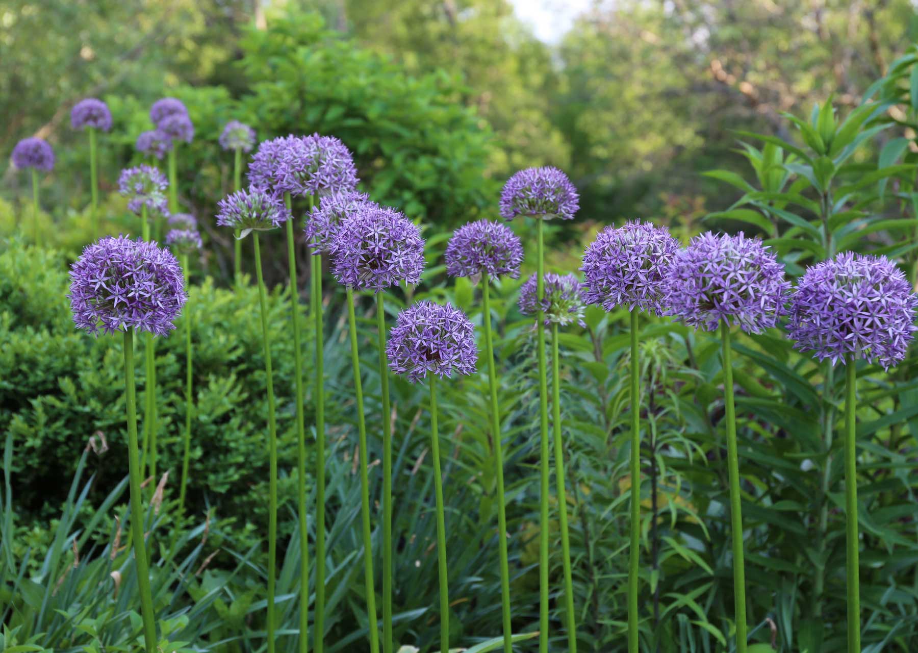 Planning Guide for Alliums - Longfield Gardens