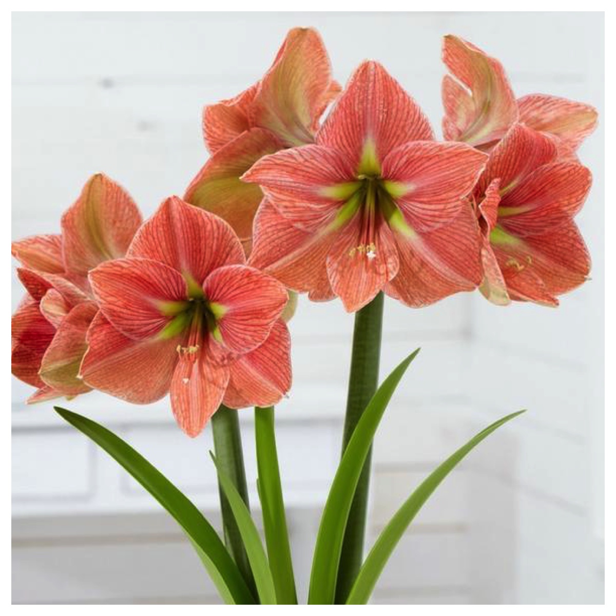 Amaryllis With a Difference - Longfield Gardens