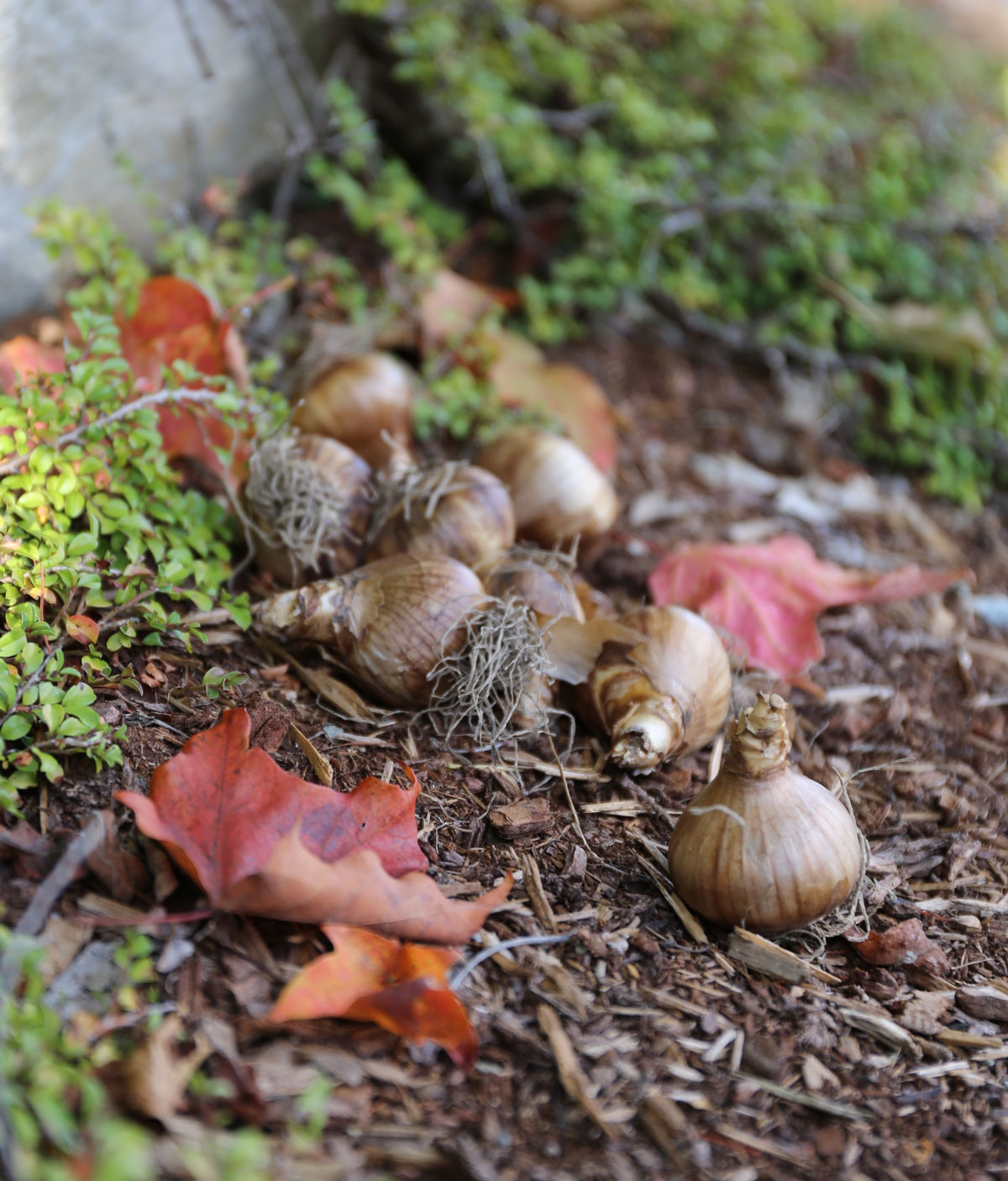 Planted Your Fall Bulbs Yet? - Longfield Gardens
